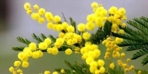 Festa della donna a Vasto, ecco le iniziative in programma