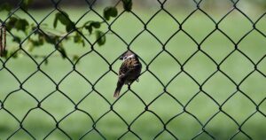 Rete metallica per recinzioni: sicurezza, durata e scelte consapevoli